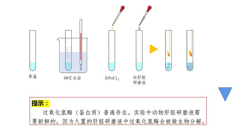 高中生物必修一 5.1降低化学反应活化能的酶-1 课件07