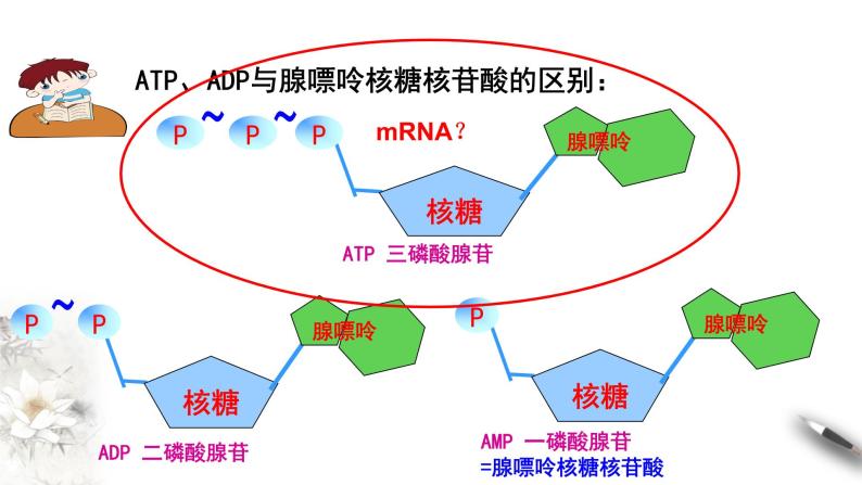 高中生物必修一 5.2 细胞的能量“通货”ATP 课件(共21张)07
