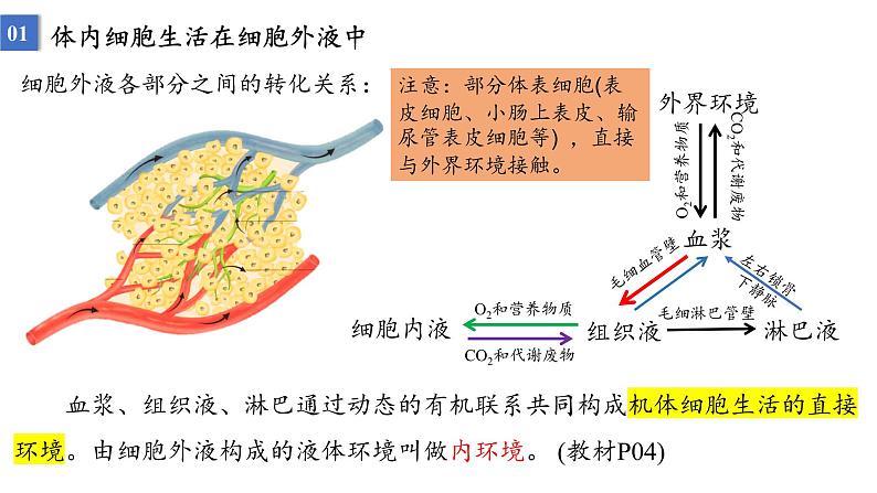 2023届高三生物一轮复习课件:人体的内环境与稳态第5页