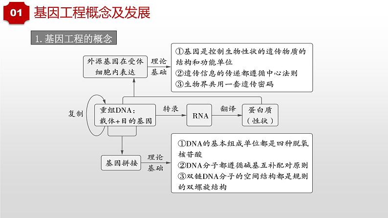 2022届高三生物一轮复习课件:重组DNA技术的基本工具05