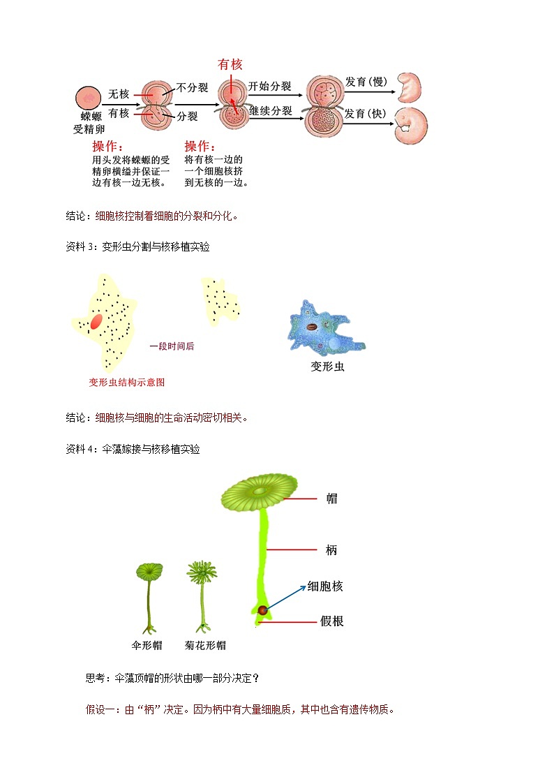 高中生物必修一 《第3节 细胞核的结构和功能》公开课优秀教学案教学设计03
