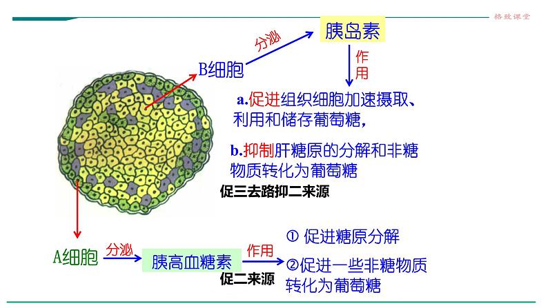 高中生物选择性必修一 第二节 激素调节的过程第8页
