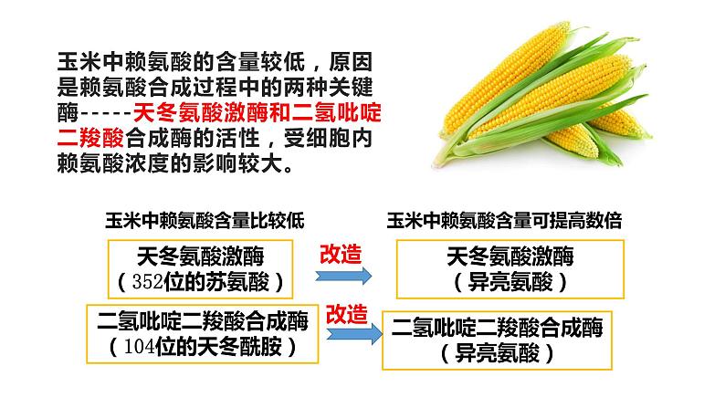 高中生物选择性必修三 3.4蛋白质工程的崛起 课件第8页