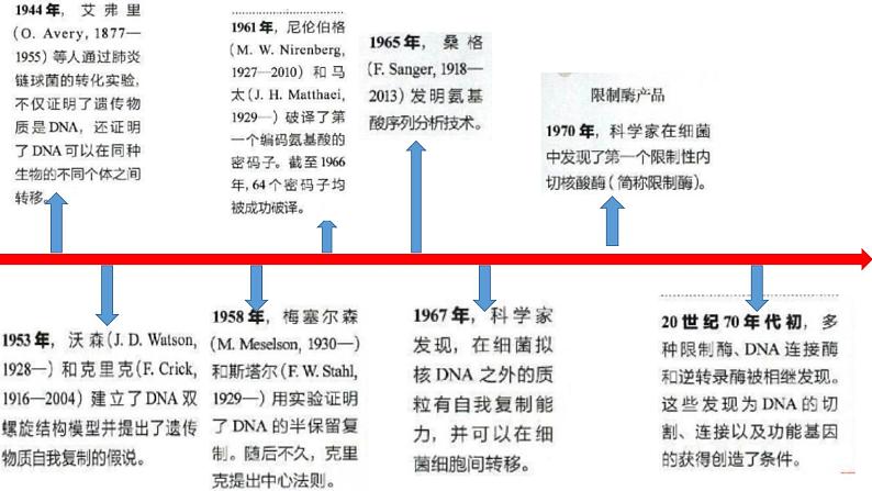 高中生物选择性必修三 3.1DNA重组技术的基本工具 课件第2页