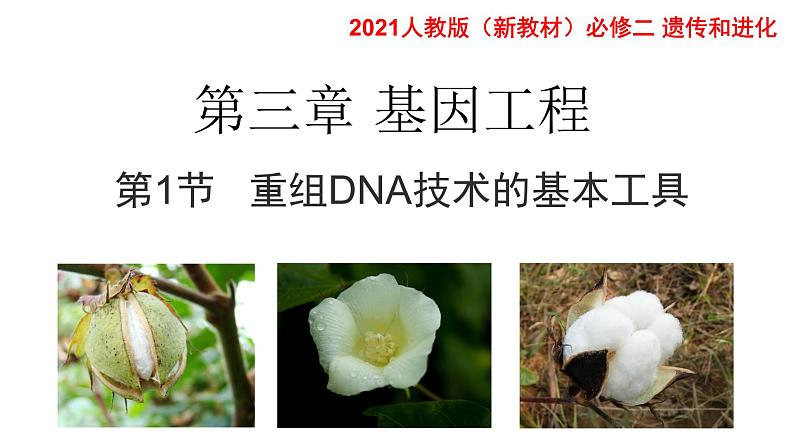 高中生物选择性必修三 3.1DNA重组技术的基本工具 课件第5页
