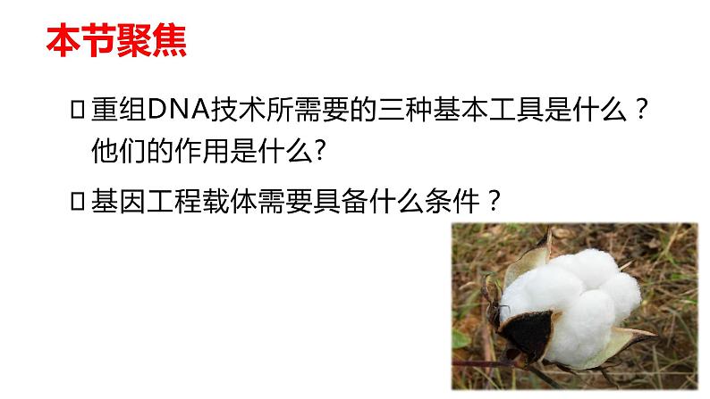 高中生物选择性必修三 3.1DNA重组技术的基本工具 课件第6页