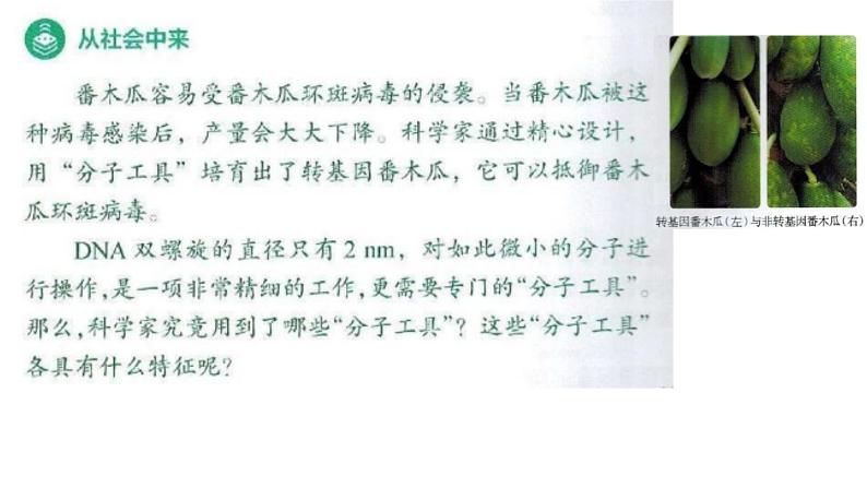 高中生物选择性必修三 3.1DNA重组技术的基本工具 课件第7页