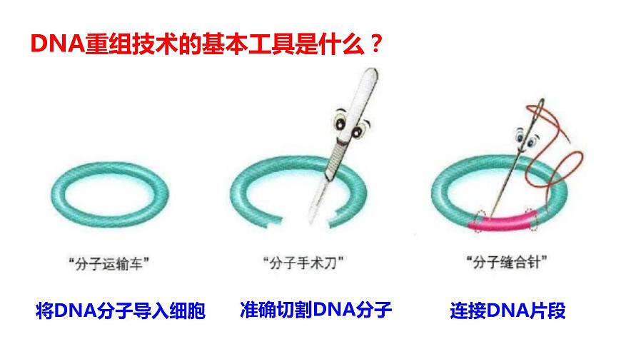 高中生物選擇性必修三  3.1DNA重組技術(shù)的基本工具 課件第8頁