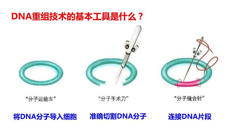 高中生物选择性必修三 3.1DNA重组技术的基本工具 课件第8页