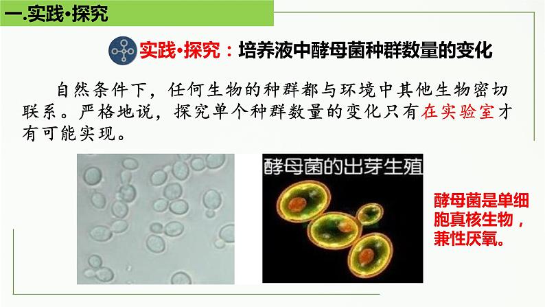 高中生物选择性必修二 1.2 种群的数量变化(第2课时)精讲课件第4页