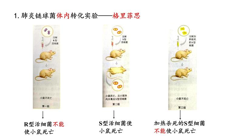 高中生物第二册 3.1DNA是主要的遗传物质 课件06
