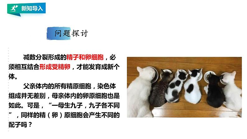 高中生物第二册 2.1.2减数分裂和受精作用2 课件02