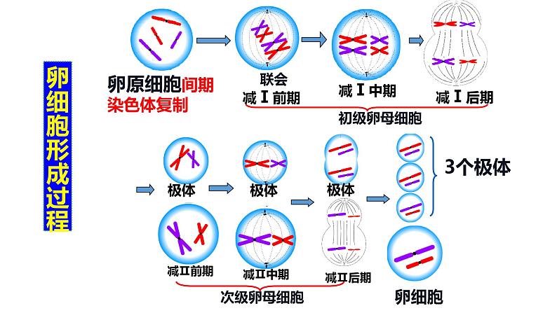 高中生物第二册 2.1.2减数分裂和受精作用2 课件05