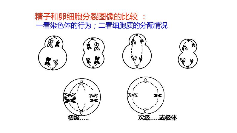 高中生物第二册 2.1.2减数分裂和受精作用2 课件07