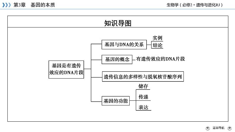 高中生物第二册 第3章 第3、4节 DNA的复制 基因通常是有遗传效应的DNA片段 课件06