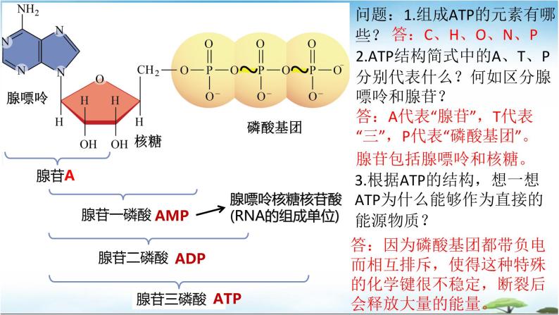 5.2细胞的能量“货币”ATP课件2022-2023学年高一上学期生物人教版必修106