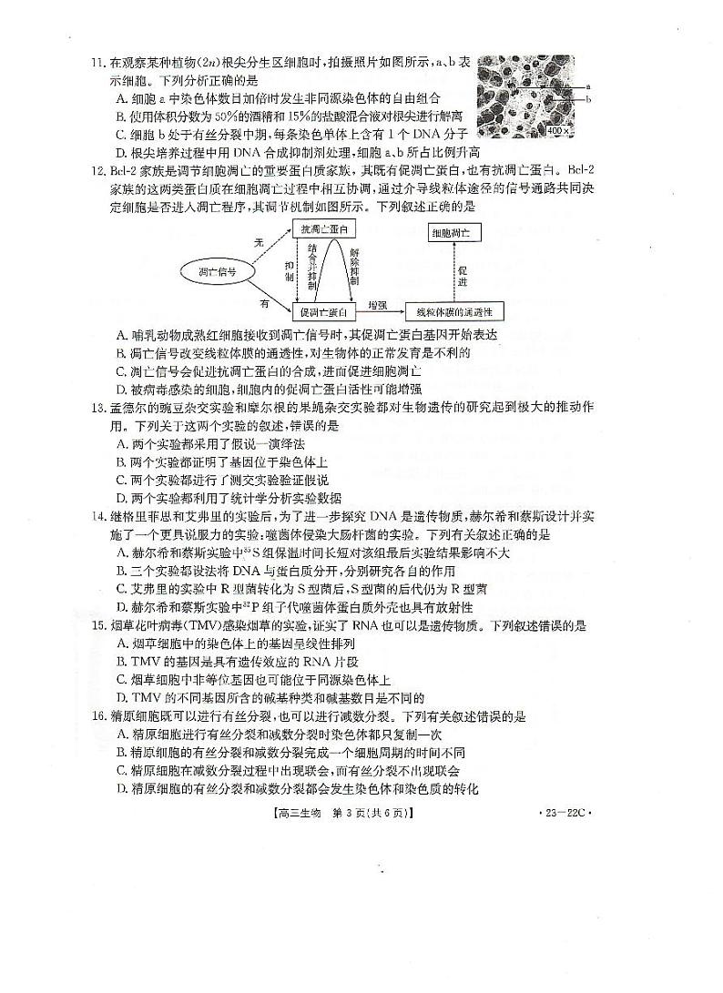 2023湖北省百校联考高三上学期10月联考生物试题PDF版含答案03