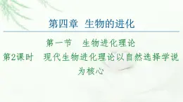 苏教版高中生物必修2第4章第1节第2课时现代生物进化理论以自然选择学说为核心课件