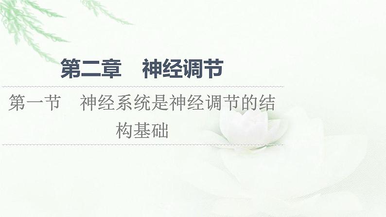 浙科版高中生物选择性必修1第2章第1节神经系统是神经调节的结构基础课件01