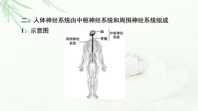 浙科版高中生物选择性必修1第2章第1节神经系统是神经调节的结构基础课件05