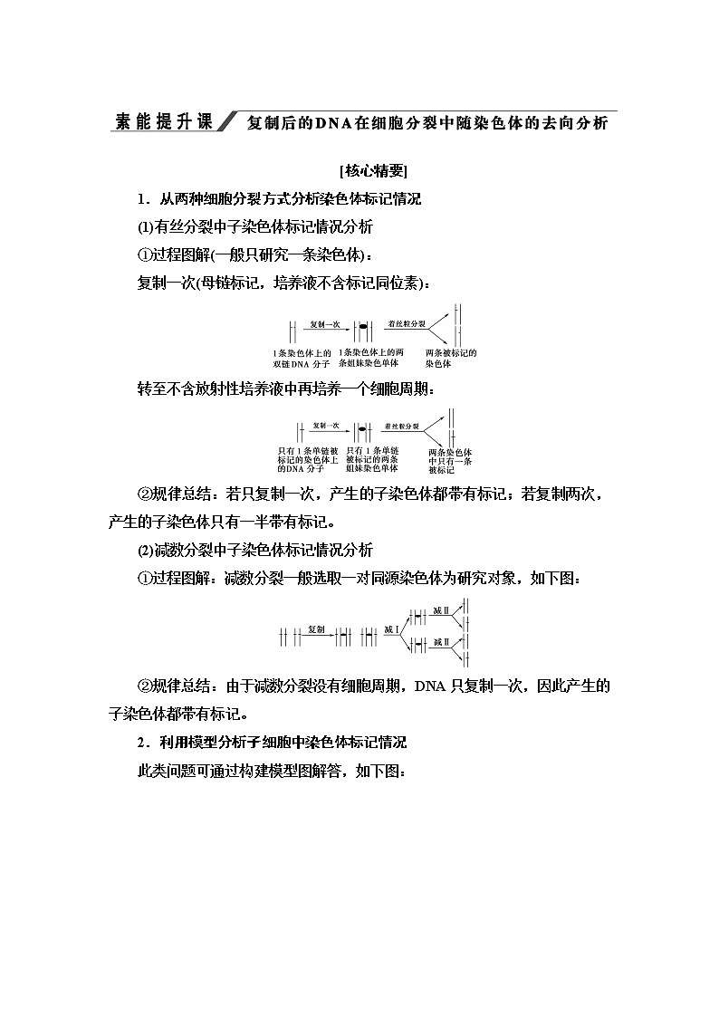 浙科版高中生物必修2遗传与进化第3章素能提升课复制后的DNA在细胞分裂中随染色体的去向分析学案01