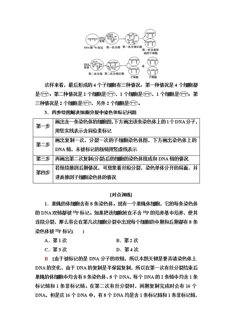 浙科版高中生物必修2遗传与进化第3章素能提升课复制后的DNA在细胞分裂中随染色体的去向分析学案02