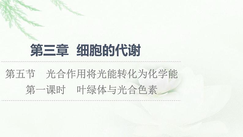 浙科版高中生物必修1第3章第5节第1课时叶绿体与光合色素课件第1页