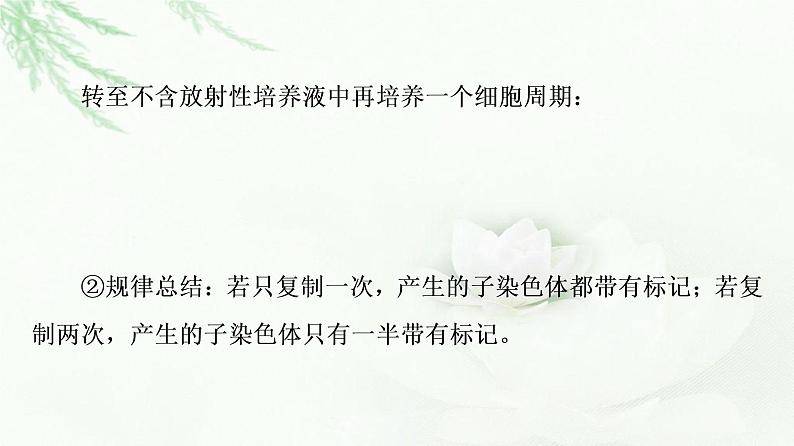 浙科版高中生物必修2遗传与进化第3章素能提升课复制后的DNA在细胞分裂中随染色体的去向分析课件第3页