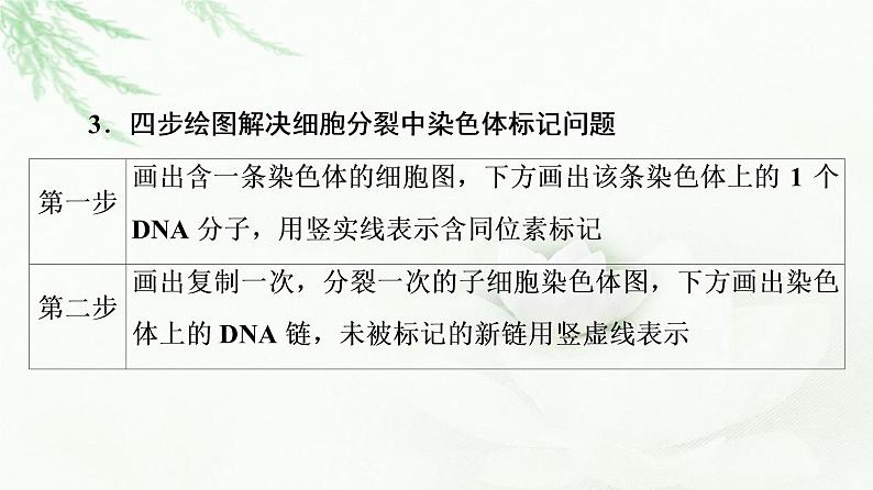 浙科版高中生物必修2遗传与进化第3章素能提升课复制后的DNA在细胞分裂中随染色体的去向分析课件第7页