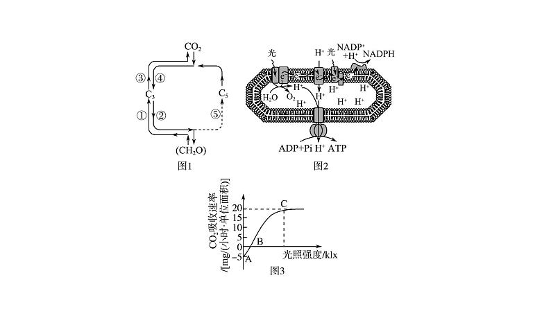 人教版高考生物一轮总复习必修1第3单元高频考点进阶课2光合作用和细胞呼吸的综合应用课件04