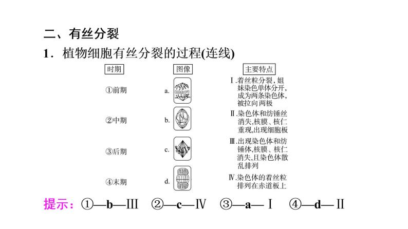 人教版高考生物一轮总复习必修1第4单元第10课细胞的增殖课件06