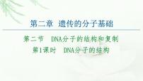 高中生物苏教版 (2019)必修2《遗传与进化》DNA分子的双螺旋结构模型课文配套ppt课件