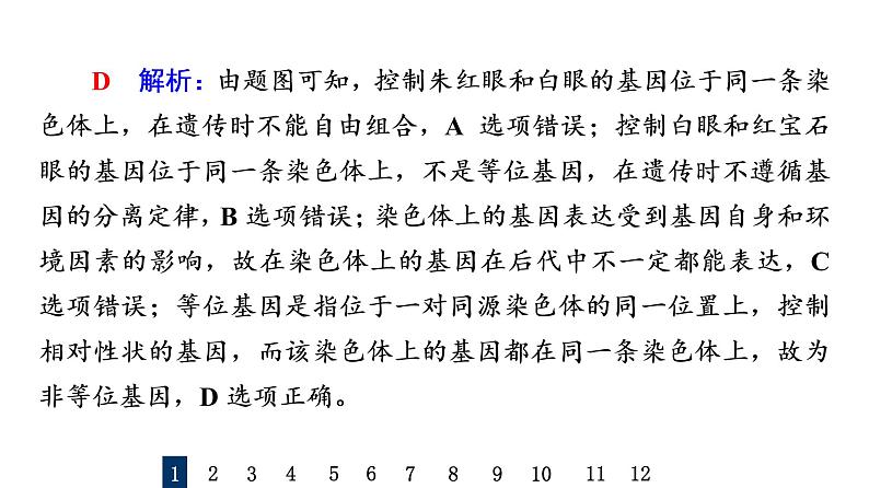 人教版高考生物一轮总复习课时质量评价15基因在染色体上、伴性遗传和人类遗传病课件第3页