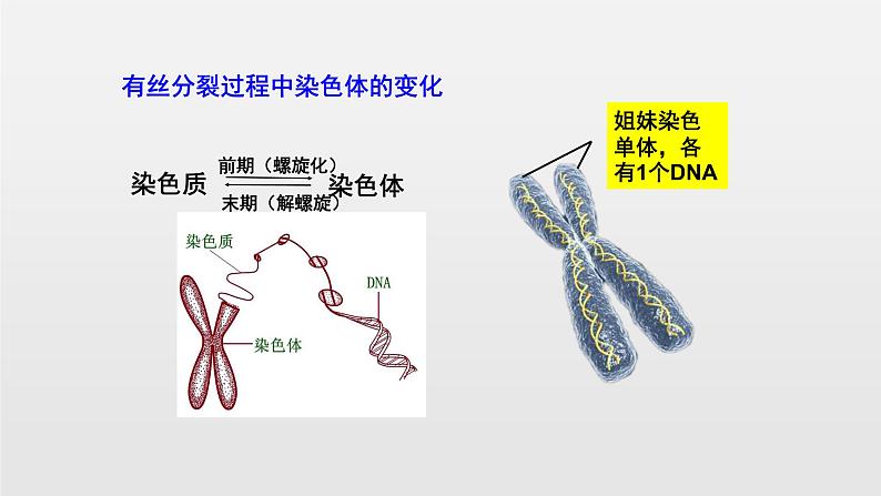 06细胞的生命历高中生物必修一章末复习课件06