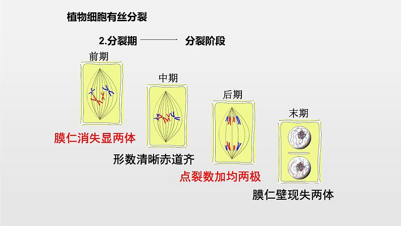 06细胞的生命历高中生物必修一章末复习课件08