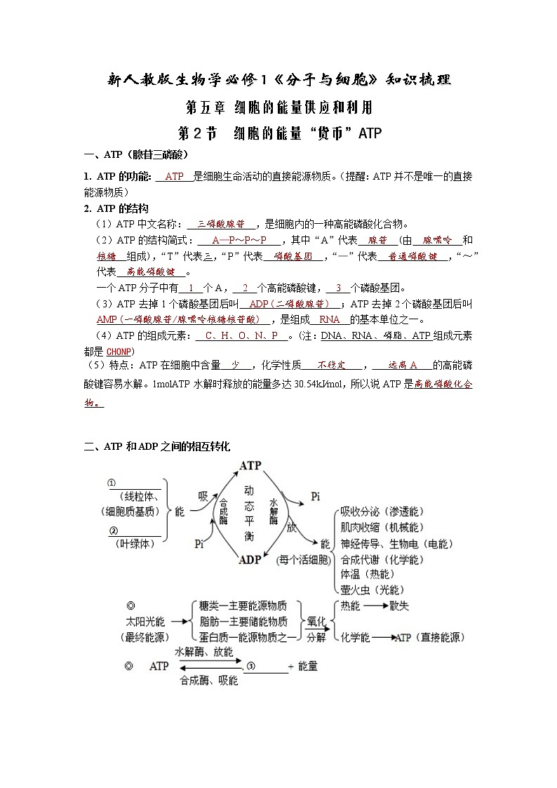 5.2 细胞的能量“货币”ATP(解析版)第1页
