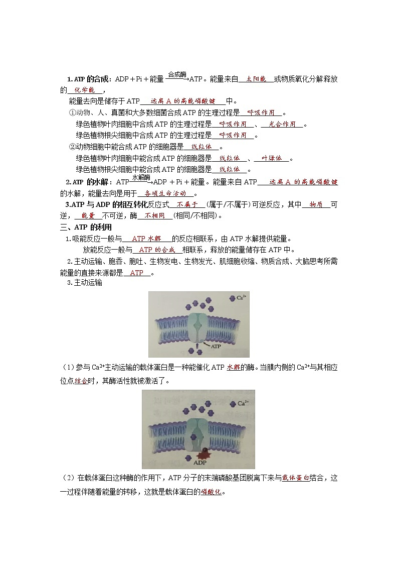 5.2 细胞的能量“货币”ATP(解析版)第2页