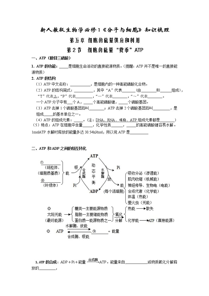 5.2 细胞的能量“货币”ATP(原卷版)第1页