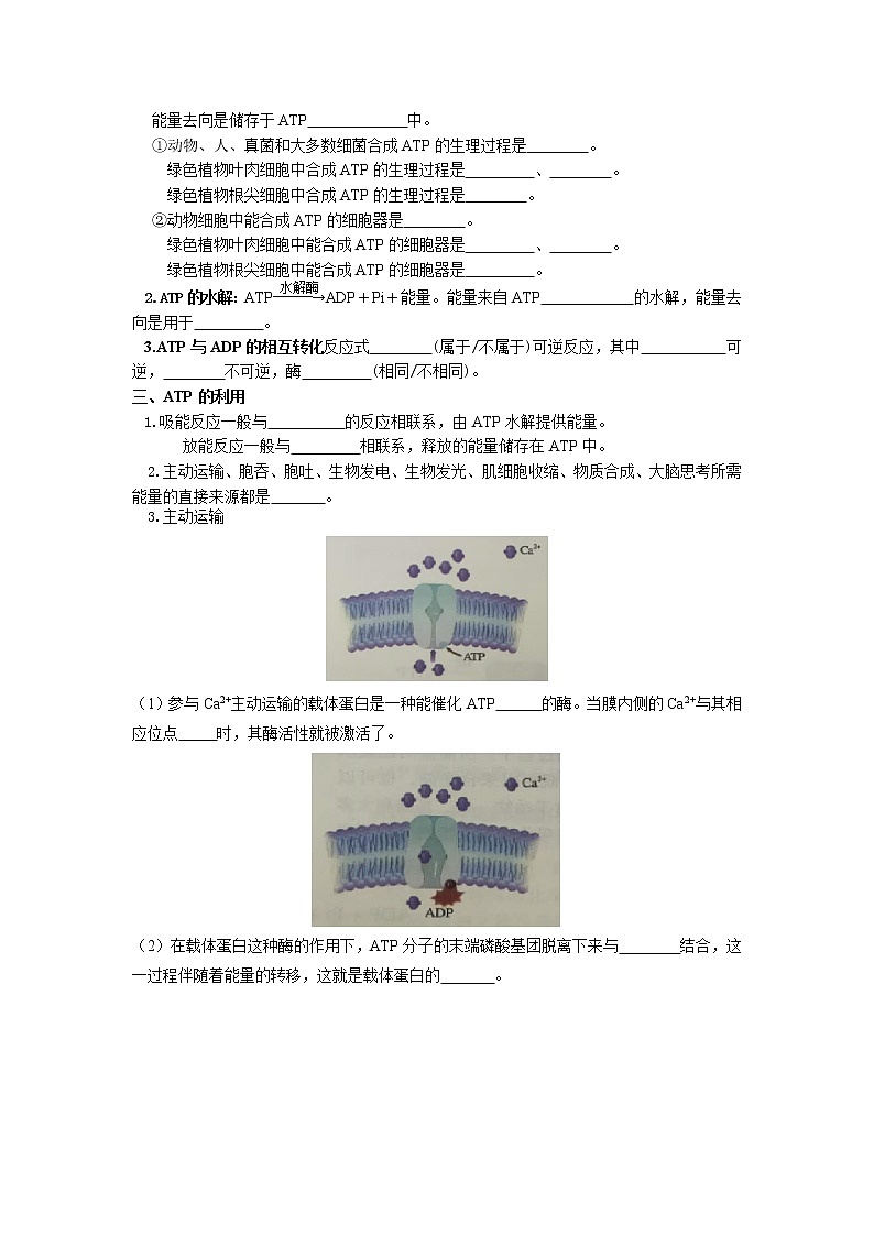 5.2 细胞的能量“货币”ATP(原卷版)第2页
