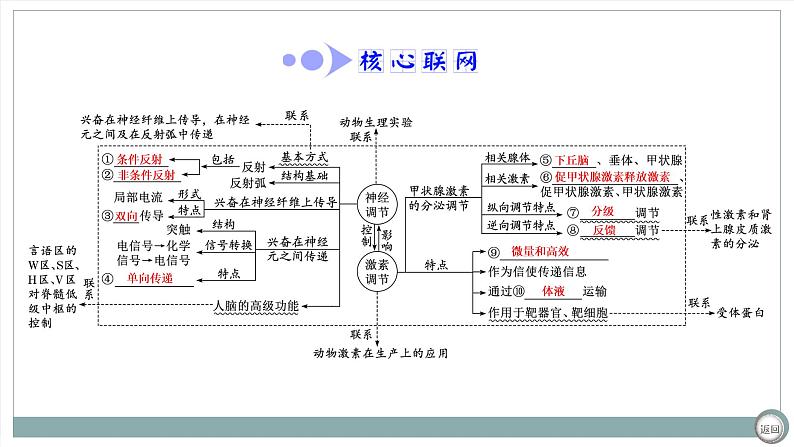 【最新版】22届高考生物二轮专题复习之专题八 神经调节和体液调节【同步课件】第4页
