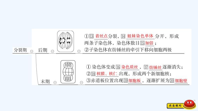 【最新版】23届生物新高考二轮专题总结+练习之专题3 细胞的生命历程【同步课件】第4页
