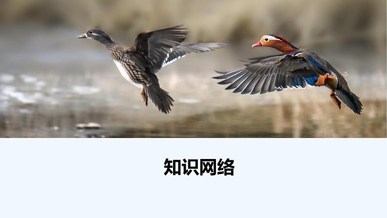 【最新版】23届生物新高考二轮专题总结+练习之专题8 植物的激素调节【同步课件】第8页