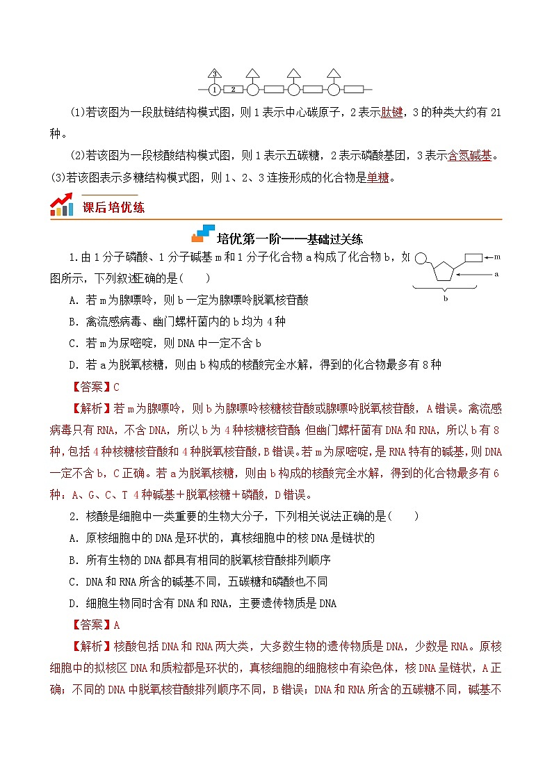 【培优分级练】高中生物(人教版2019)必修第一册 2.5《核酸是遗传信息的携带者》同步分级练(解析版)第3页