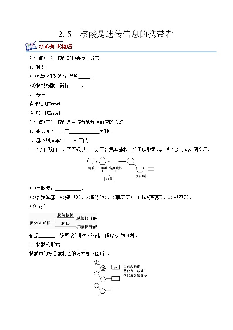 【培优分级练】高中生物(人教版2019)必修第一册 2.5《核酸是遗传信息的携带者》同步分级练(原卷版)第1页