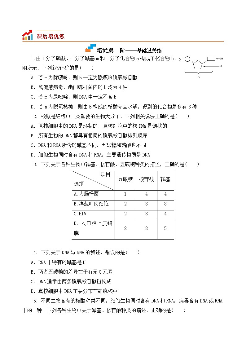 【培优分级练】高中生物(人教版2019)必修第一册 2.5《核酸是遗传信息的携带者》同步分级练(原卷版)第3页