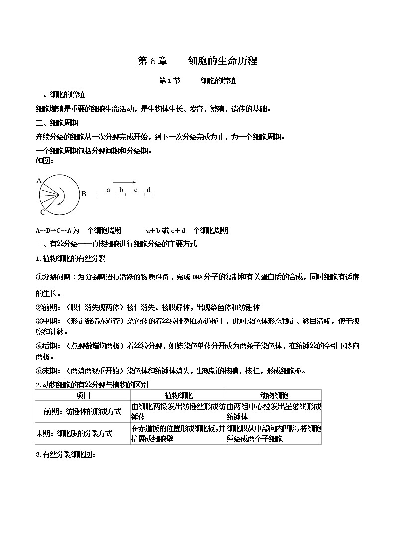 【课堂笔记】高中生物(人教版2019)必修第一册 第6章 细胞的生命历程 - 同步知识点汇总01