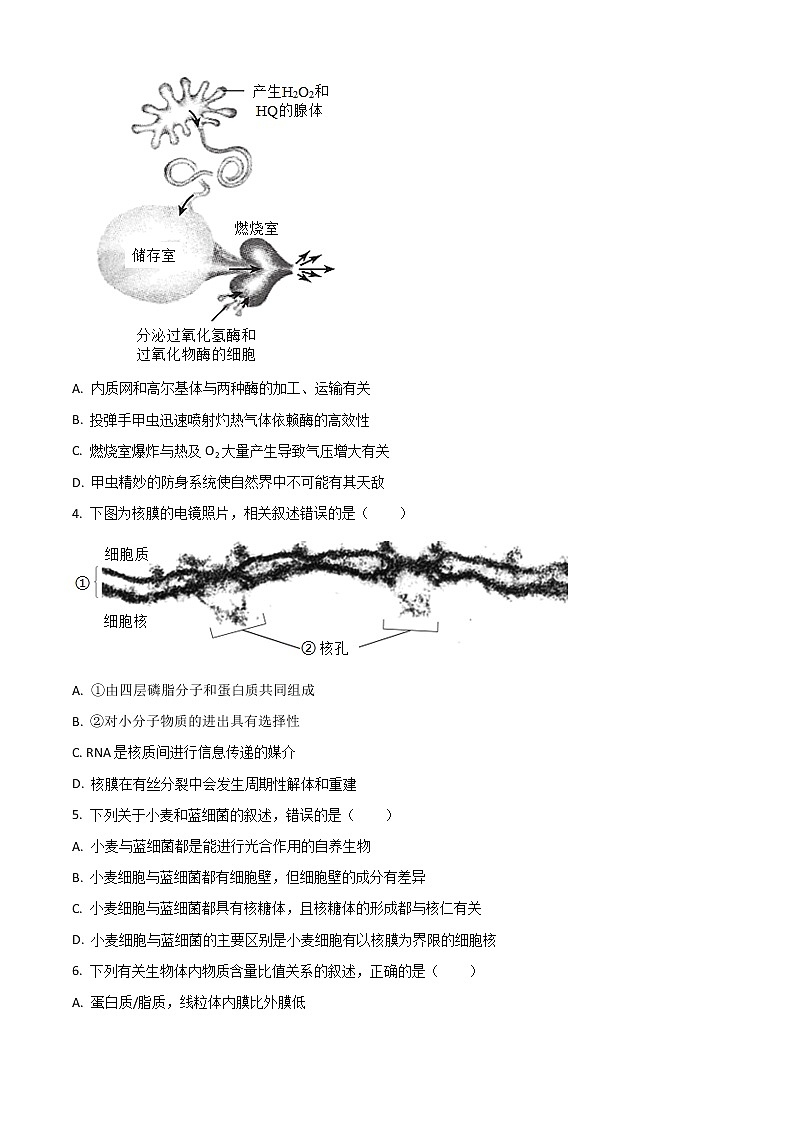 2023济宁育才中学高三上学期10月线上阶段性检测生物试题含解析第2页