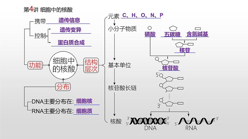 2021屆高三生物一輪復(fù)習(xí)課件：細(xì)胞中的核酸、糖類和脂質(zhì)第2頁