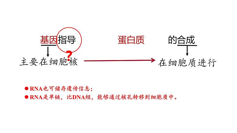 2023届高三一轮复习生物:第19讲 基因的表达课件第3页