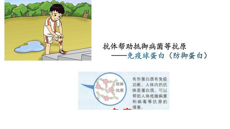 1.2 生物大分子以碳链为骨架——蛋白质(第2课时)-【高效备课】2022-2023学年高一生物同步备课优质课件(浙科版2019必修1)08